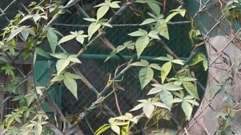 This Rare White Tiger was Found wandering in Delhi Zoo