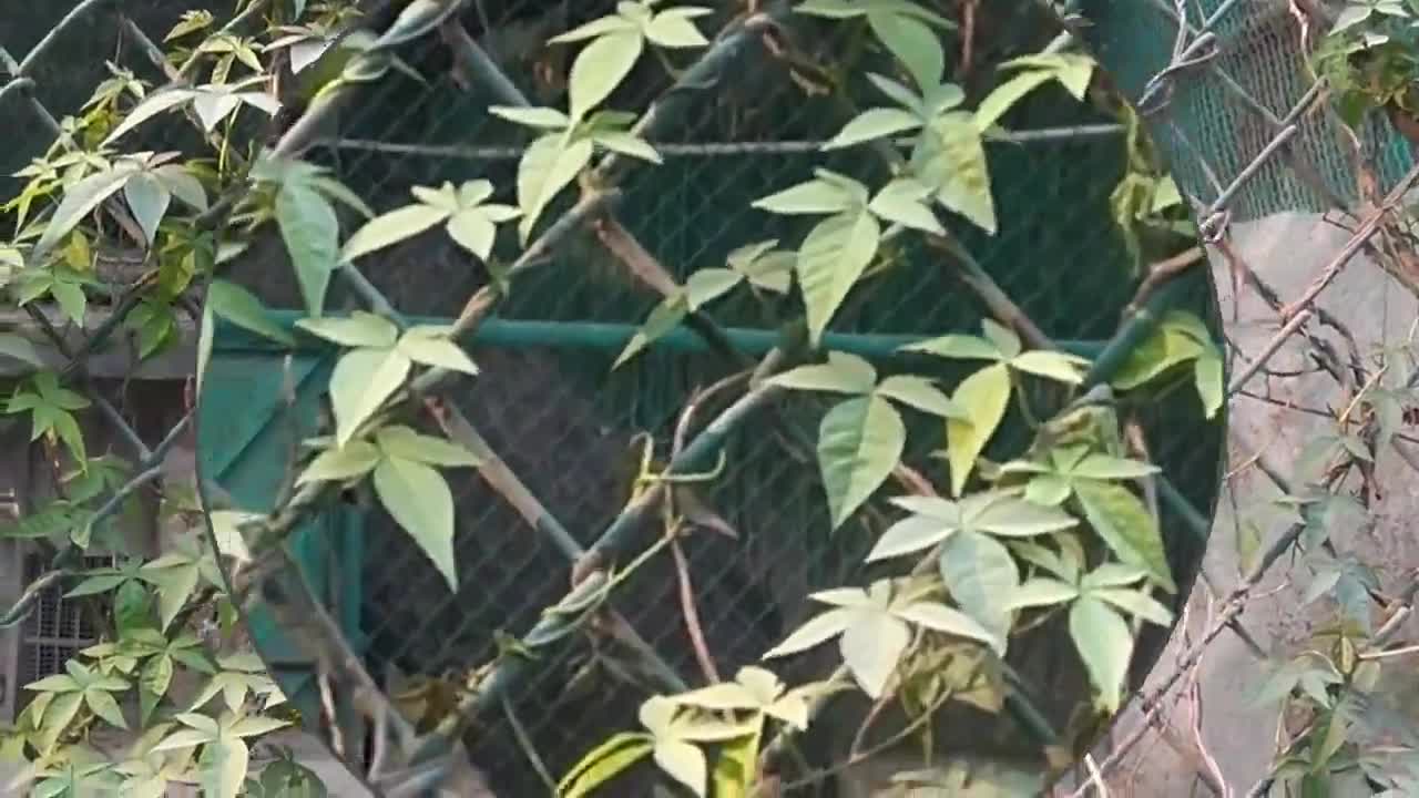 This Rare White Tiger was Found wandering in Delhi Zoo