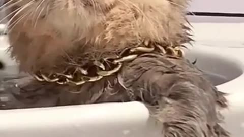 cat taking bath