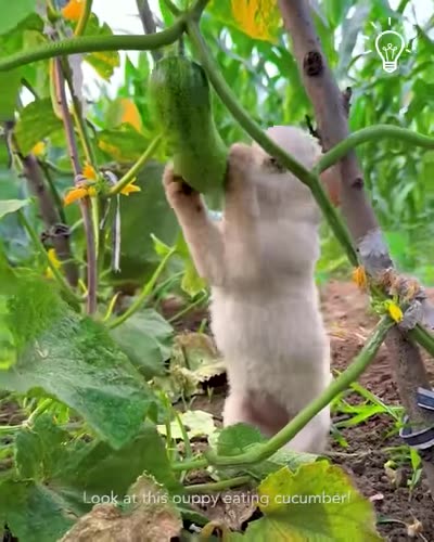 Puppy eating a cucumber🥒