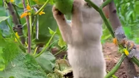 Puppy eating a cucumber🥒