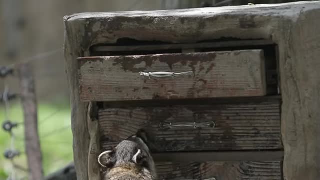 Is a raccoon not afraid of getting his hands pinched