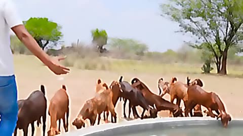 Build Private Swimming Pool For Animals in Desert