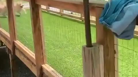 Pool pawty (ig islathegoldenpup)