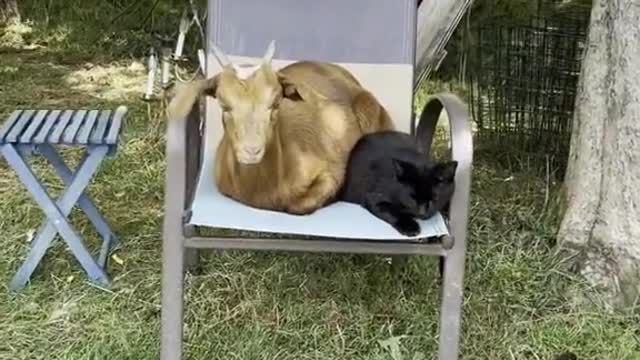 Befriend the cats.mp4