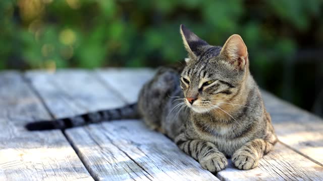 cat