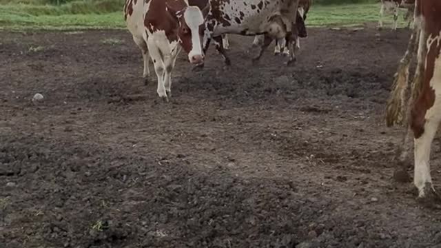 May this 30 second of cows walking in the barn bring you some calm and reduces your stress