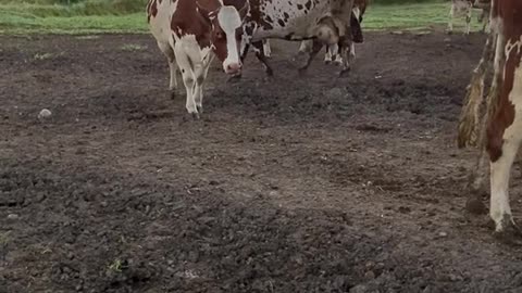 May this 30 second of cows walking in the barn bring you some calm and reduces your stress