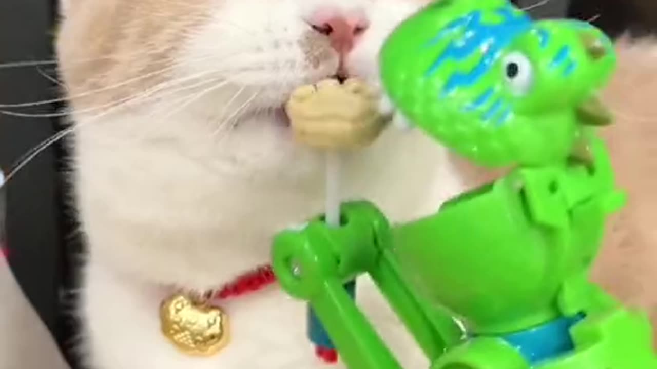Funny animal videos|Cute animal videos |Funny dog&cat videos|Hilarious pet videos|funny video