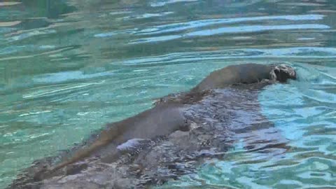 Waimanalo, HI — Sea Life Park Hawaii #4