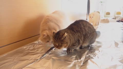 Foil Challenge! Do Cats Walk on Foil? | Kittisaurus