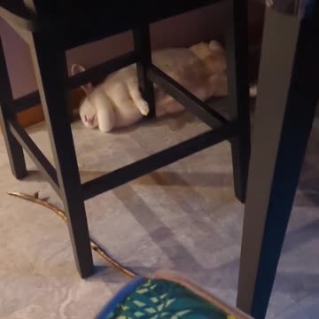 Strange Bunny Behavior