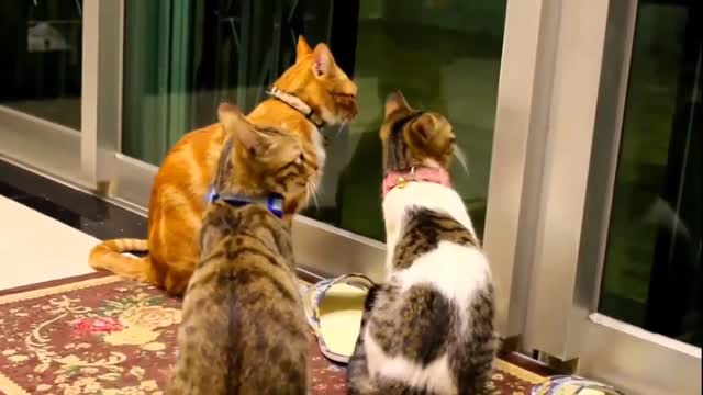 Lovely cat Video