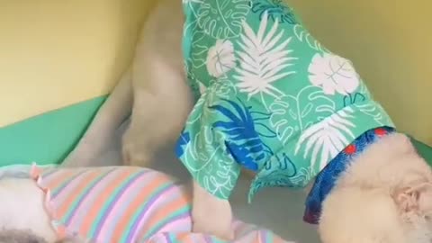 cats funny movements