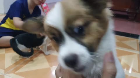 Sharing My Cute Pets Cat and Puppy Dog Funny Moment #rumble #petrumble #pet #subaru
