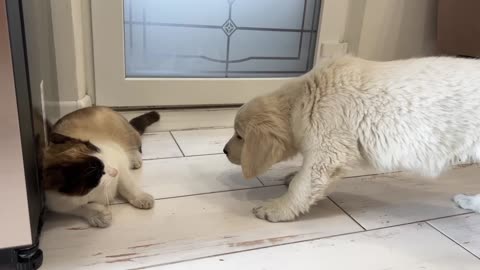 Golden Retriever Puppy Confused by New Cat