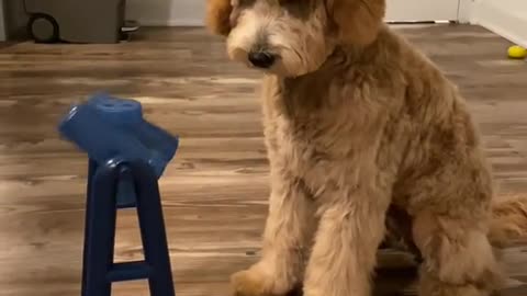 Amazon Pet Must Haves