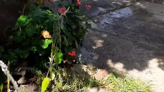 Hummingbird Comes By For A Bath