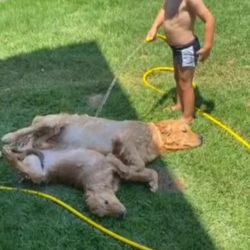 Precious kitten lovingly gives kisses to puppy best friend