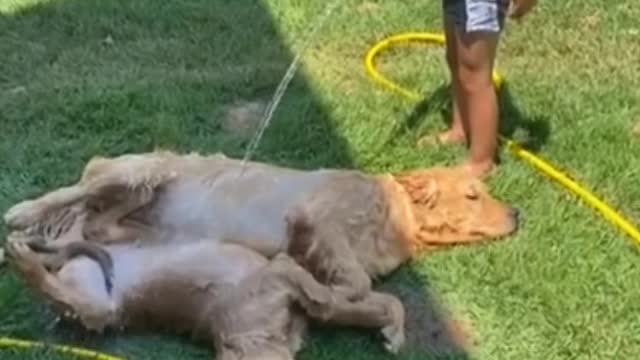 Precious kitten lovingly gives kisses to puppy best friend