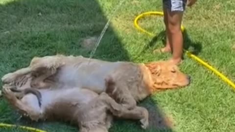 Precious kitten lovingly gives kisses to puppy best friend