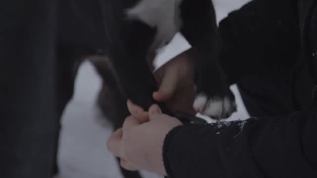 Putting Winter Boots On A Puppy