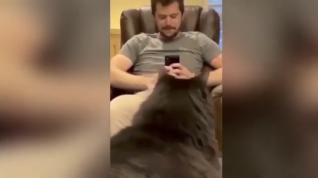 Enjoy when you watching the funny Cats 🐈