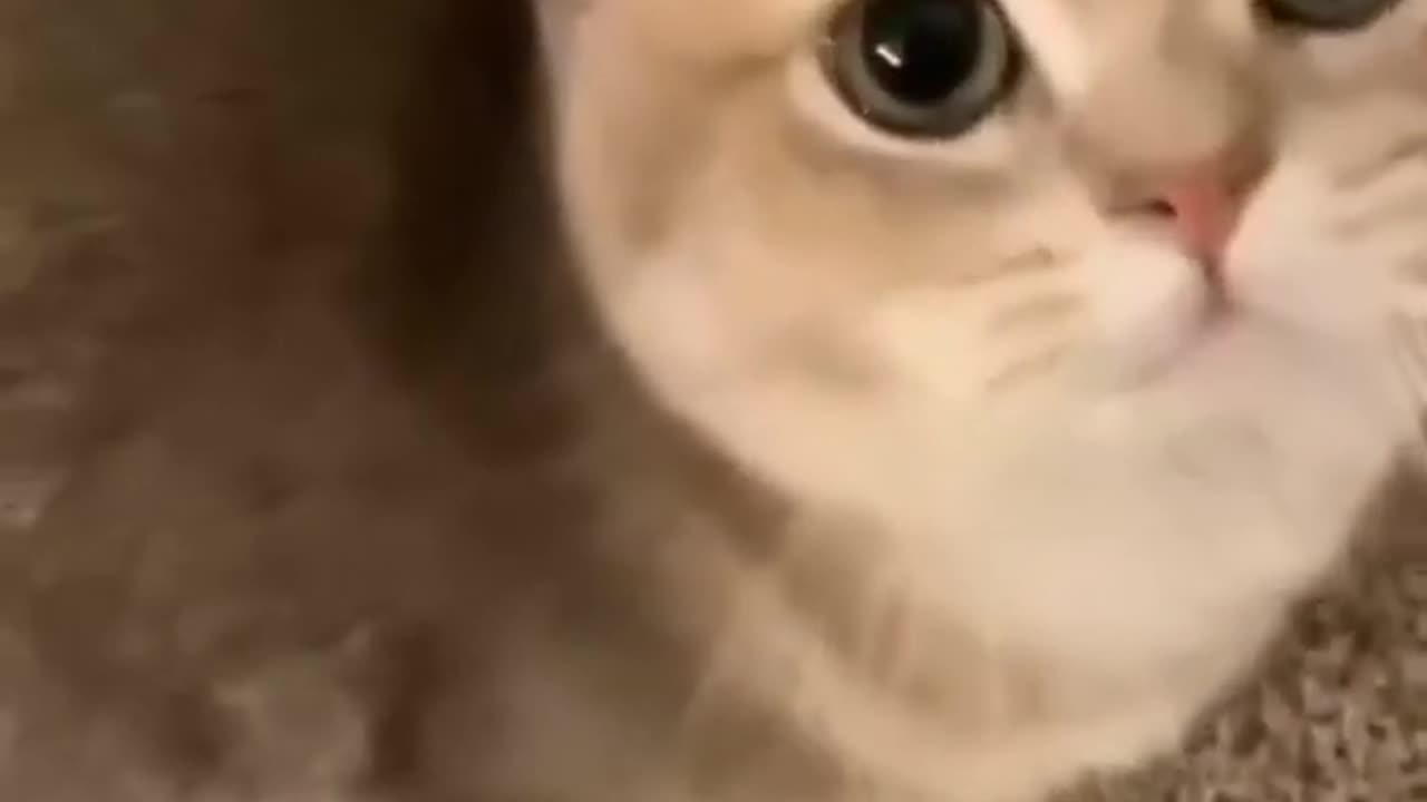 beautiful cat at home ;)