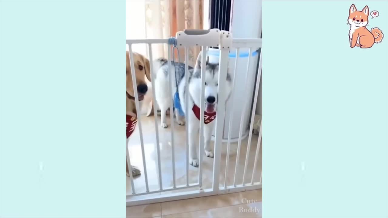 Cute And Funny Dog Dance