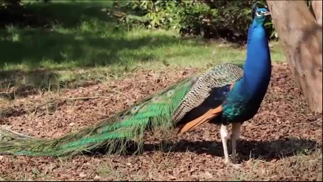 The peacock