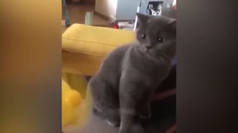 Funny cats