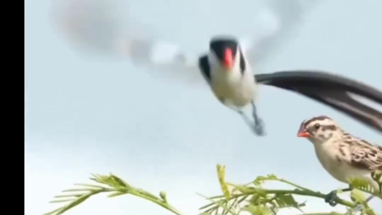 Dancing birds.