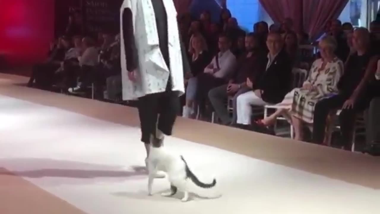 A real cat walk