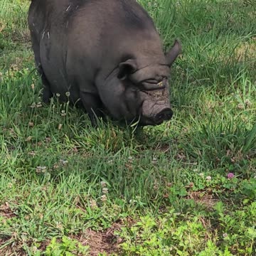 Friendly Pig at Animal Rescue League of Berks County