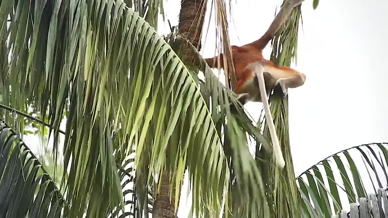 Proboscis Monkey