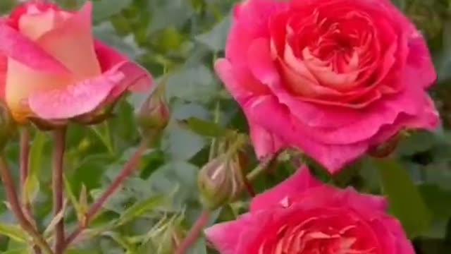 The roses are in bloom. Love also comes. ,