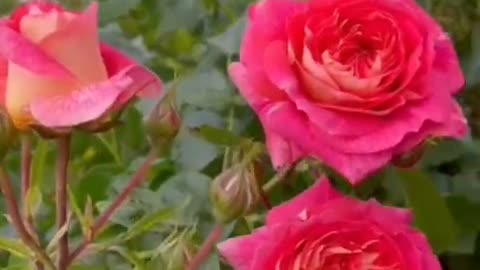 The roses are in bloom. Love also comes. ,