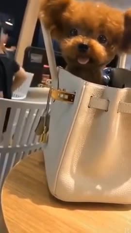 Cute Innocent Dog 🐕🐕 2021🔥Funniest dogllCutest of allll🐶animals funny video#shorts#cute animals