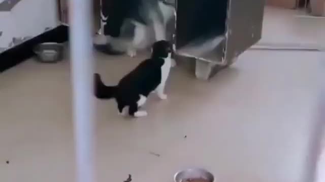 scared dog and cat😀
