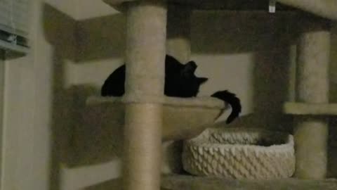 20241108 190138 Tux Cat Tree Crazy