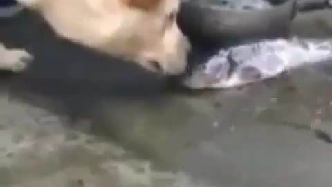 A kind dog,