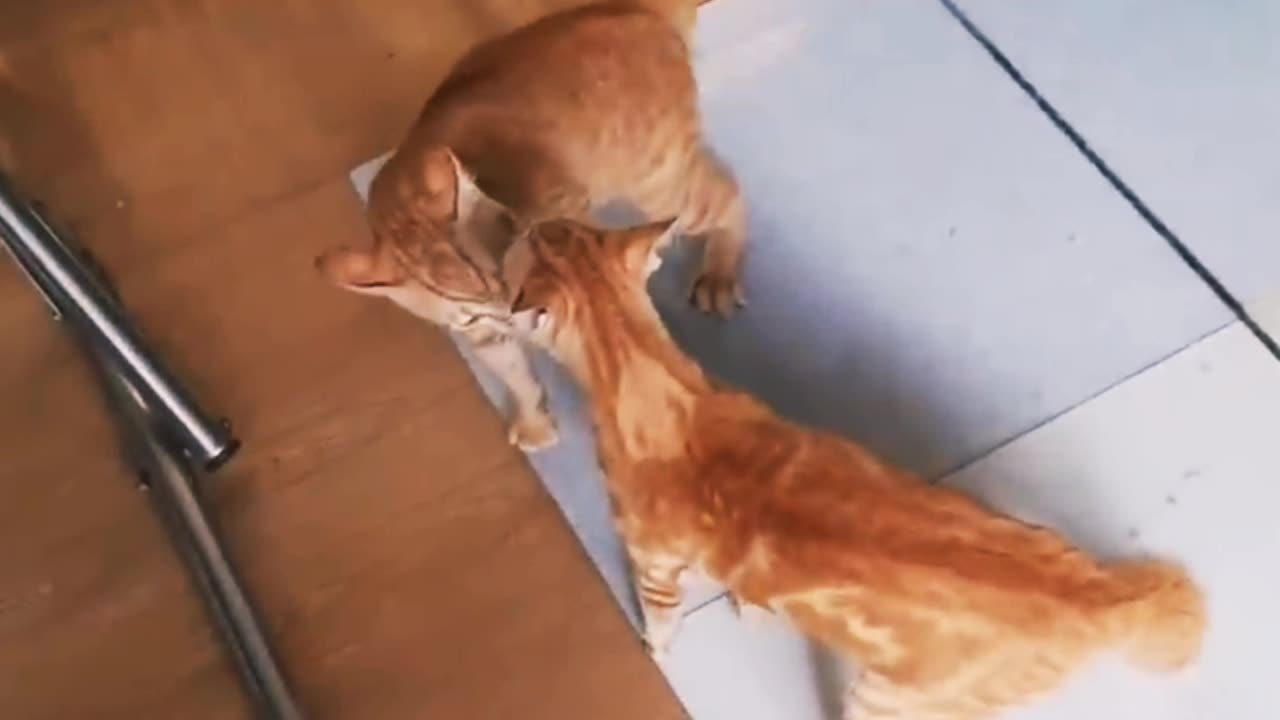 Cats fighting and meowing || These two are Bloody Brothers || Viral Cats