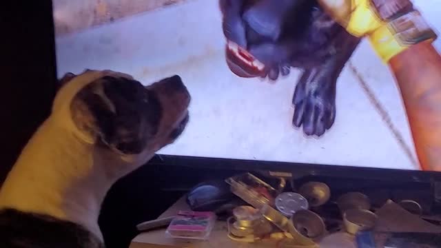 American bulldog not impressed with Far cry 6 companion