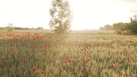 Soft Summer Music: Relaxing Music #relaxation #nature