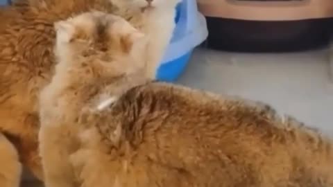 Cat funny fighting video #funny#cats