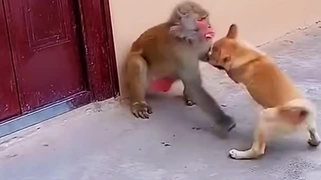 Dog and Monkey Fun