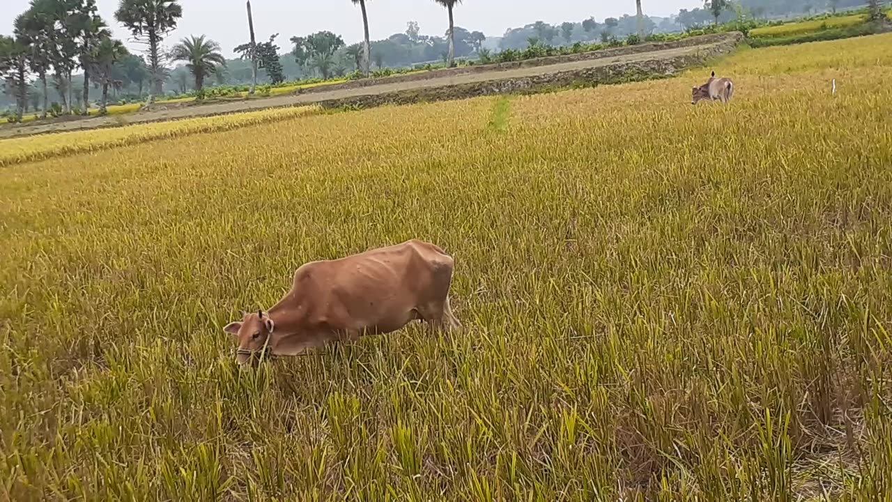 Cows are eating grass