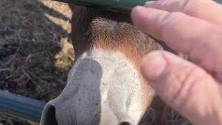 Donkey Excited About Owner's Return