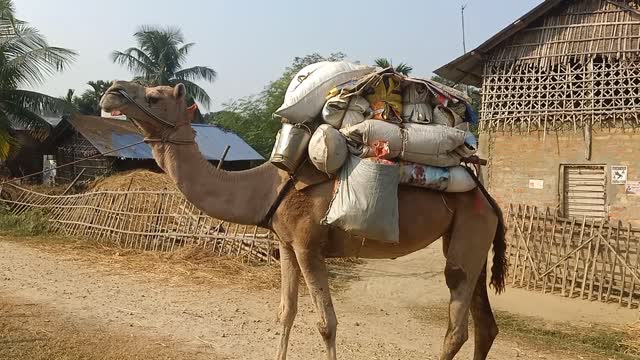 Amazing Camel is caring the goods and Goose is surprised on it