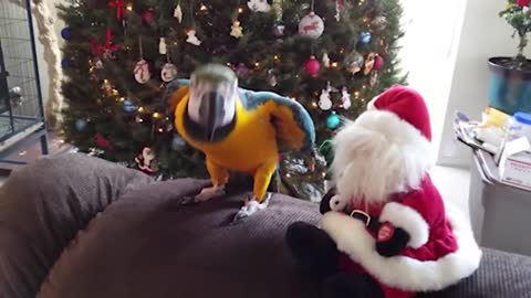 Funniest animal #5 - Christmas edition